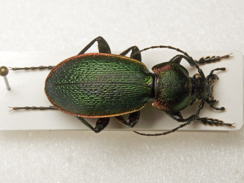 Carabus excellens Fabricius, 1798